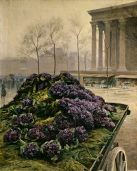 Violets from Nice