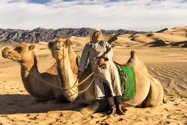 A woman taking a rest with camels in the South Gobi Desert, Mongolia