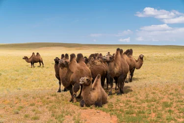 Bactrian camels in the south Gobi desert in southern Mongolia