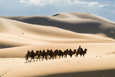 Caravan of Bactrian camels in the Khongoryn Els in Gobi Gurvansaikhan National Park