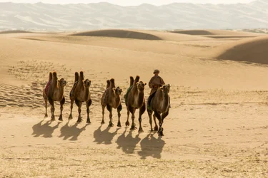 Caravan of Bactrian camels in the South Gobi Desert, Mongolia