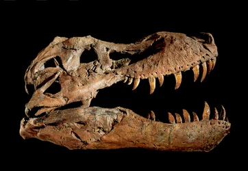 Fossil skull of Tyrannosaurus Rex "Sue"