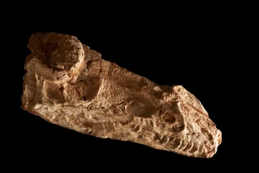 Sub-adult Guanlong Wacali skull at the IVPP in Beijing, China