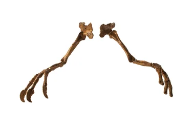 The Mongolian Dinosaur Deinocheirus, with Its Giant Arms and Claws