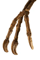The Mongolian dinosaur Deinocheirus, with its giant arms and claws.
