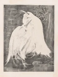Animal Studies: Two Silver Herons