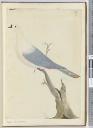 Pigeon. New Caledonia, 1772-75
