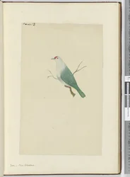 Dove. New Caledonia, 1772-75