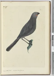 Large Wattle Bird, Cuckoo. New Zealand, 1772-75