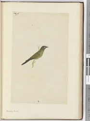Mocking Bird, 1772-75
