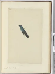 Large Fantail. New Zealand, 1772-75