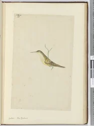 Cuckoo. New Zealand, 1772-75