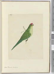 Green Parroquet. New Zealand, 1772-75