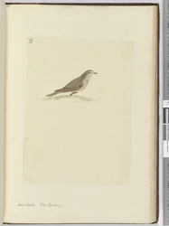 Sand Lark. New Zealand, 1772-75