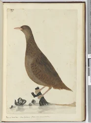 Rail or Wood Hen. New Zealand. (Feeds about small brooks), 1772-75