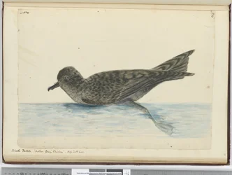 F.36 Black pintado. Mother Careys Chicken. High south latitude, 1772-75