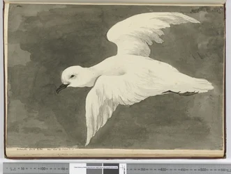 Antarctic White Petrel. Seen Lat. 60 to Lat. 71 S., 1772-75