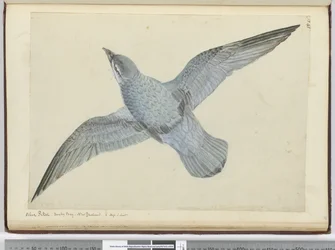 Blue Petrel. Dusky Bay New Zealand. In High S. Lat., 1772-75
