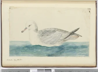 Antarctic Grey Albatross, 1772-75