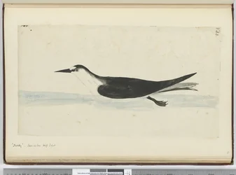 Noddy. Seen at Sea High S. Lat., 1772-75