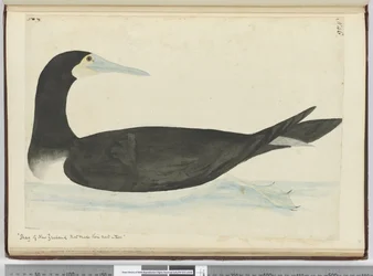 F.46 Shags of New Zealand that make their nests in trees, 1772-75