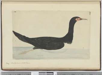 Shag. New Zealand & Staten Island, 1772-75