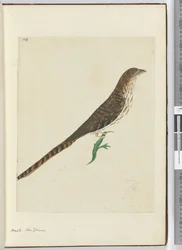 Hawk. New Zealand, 1772-75