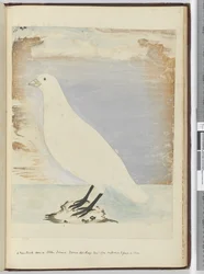 A new bird seen on Staten Island Tierra del Fuego Jan. 1774. Supposed to feed on shore, 1772-75