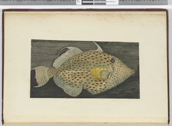 A fish called Old Wife of S. Jago, 1772-75