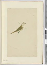 Small Cuckoo. New Zealand, 1772-75