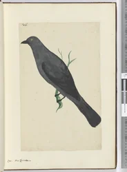 Crow. New Caledonia, 1772-75