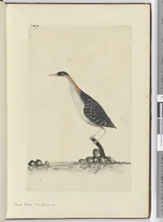 Small Plover. New Zealand, 1772-75