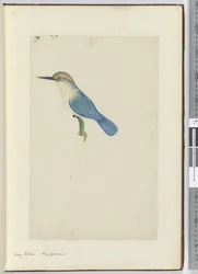 King Fisher. New Zealand, 1772-75