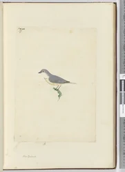 Unidentified New Zealand Bird, 1772-75