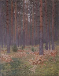 Ferns