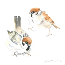 Baby Sparrows
