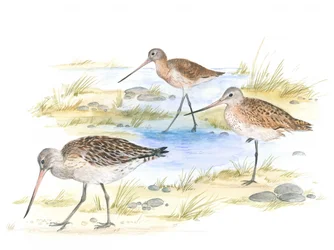 Godwit Birds