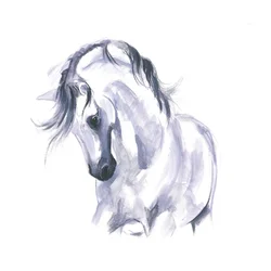 Horse in Movement Study