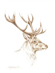 Majestic Stag Drawing