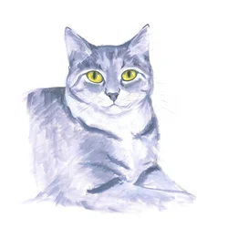 Observant Cat