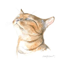 Serene Tabby Cat