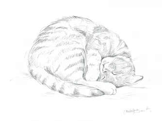 Sleeping Cat Drawing
