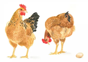 The Egg and Two Hens