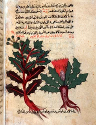 Page from a Medical Herbarium