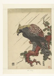 Eagle on Pine Branch in Rain