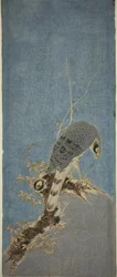 Falcon Perched on a Tree