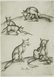 The Five Foxes