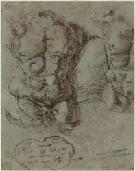 Studies of a Male Torso
