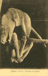 Pompei, Museum, Cadaver of a Dog