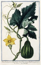A Pumpkin, 1772-1784